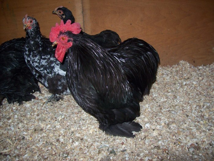 24760742_SJWUCEQRR - POZE GAINI DE RASA_RATE_LEBEDE