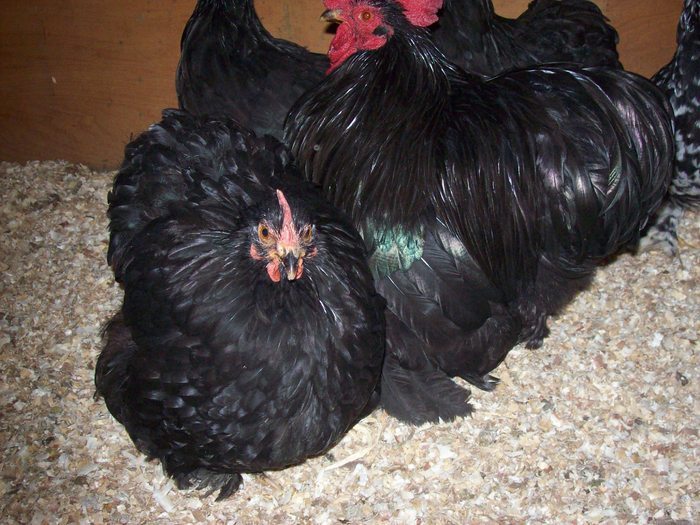 24760749_SJRXKOBWR - POZE GAINI DE RASA_RATE_LEBEDE