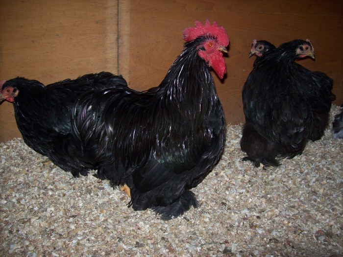 24760753_RPSOICGFN - POZE GAINI DE RASA_RATE_LEBEDE