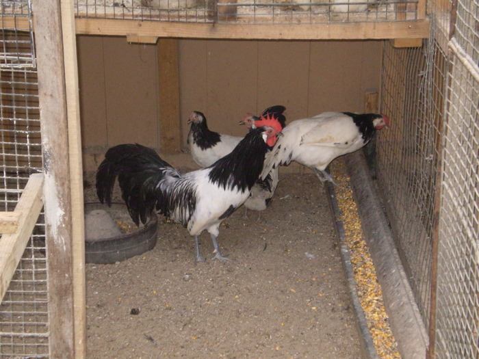 25333967_BLLVYTNBV - POZE GAINI DE RASA_RATE_LEBEDE