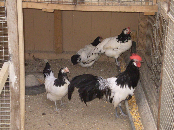 25334008_CTQFOTGPJ - POZE GAINI DE RASA_RATE_LEBEDE