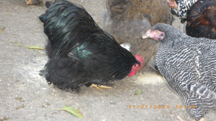 27931851_XWAMGORJD - POZE GAINI DE RASA_RATE_LEBEDE