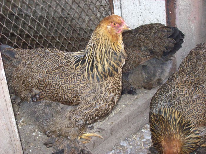 28028447_GTSEGKYSI - POZE GAINI DE RASA_RATE_LEBEDE