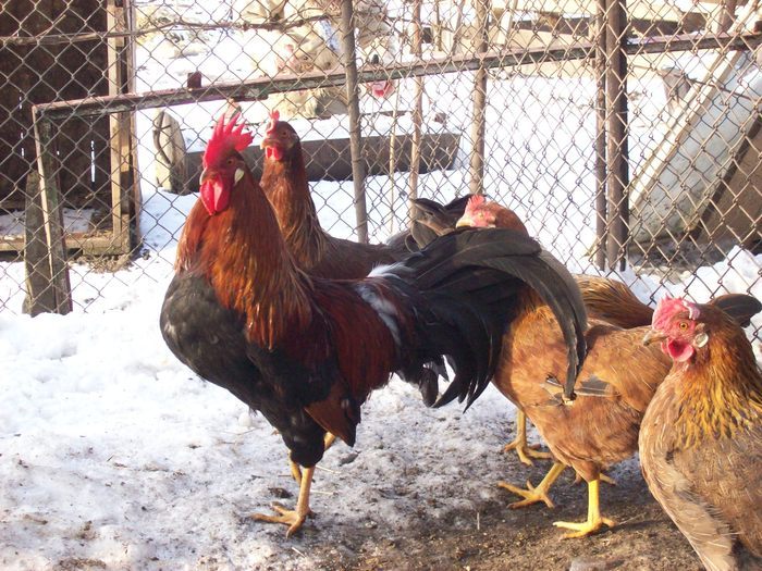 28030162_GZOYOHOWO - POZE GAINI DE RASA_RATE_LEBEDE