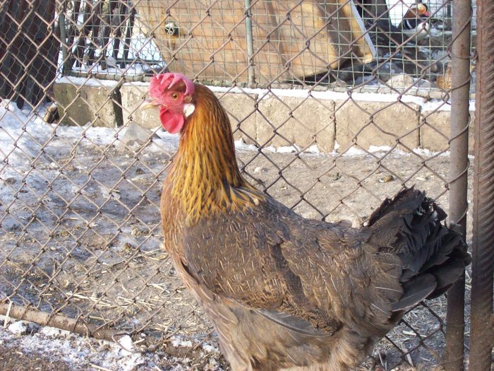 28030230_XUIBPUSVJ - POZE GAINI DE RASA_RATE_LEBEDE