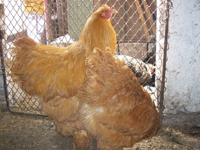 29697973_DSLCTZSIT - POZE GAINI DE RASA_RATE_LEBEDE