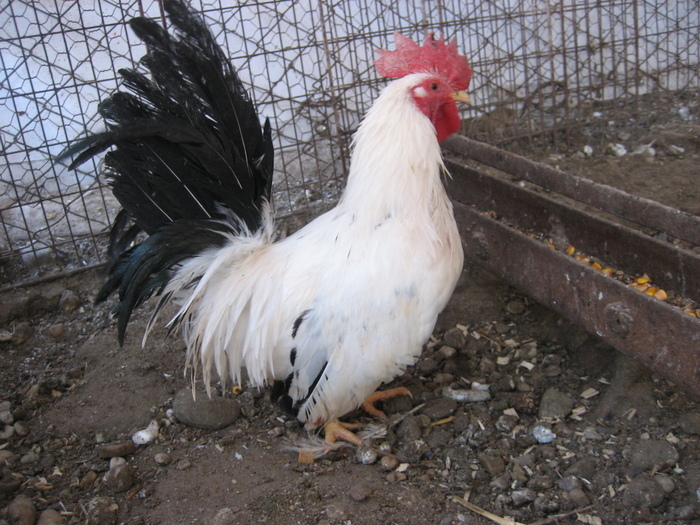 29887220_CRJRZALRC - POZE GAINI DE RASA_RATE_LEBEDE