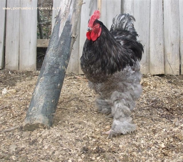 a9c58_cochinchina_albastu_m