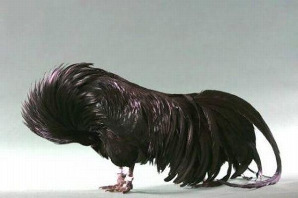 CLMJBMCJHIGCGGVDUEP - POZE GAINI DE RASA_RATE_LEBEDE