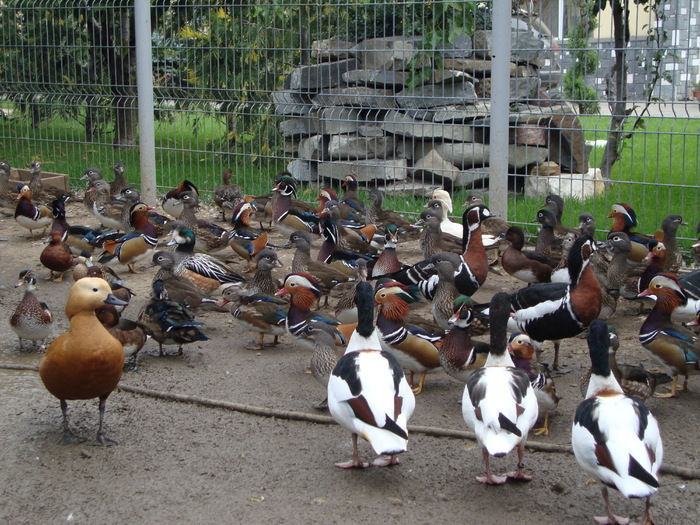 CQNXXRPOEYQOBTWJJJD - POZE GAINI DE RASA_RATE_LEBEDE