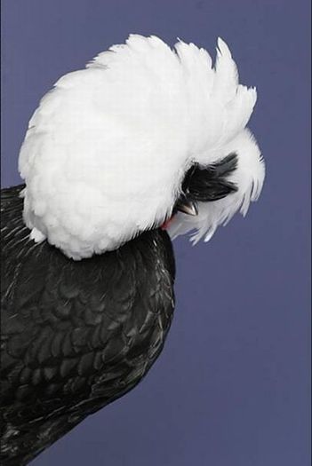 ERAEZGAHDUBXTKSYDSL - POZE GAINI DE RASA_RATE_LEBEDE