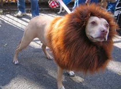 the dog lion - animale funny