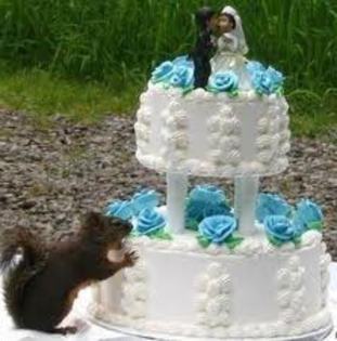 yummy, tort! - animale funny