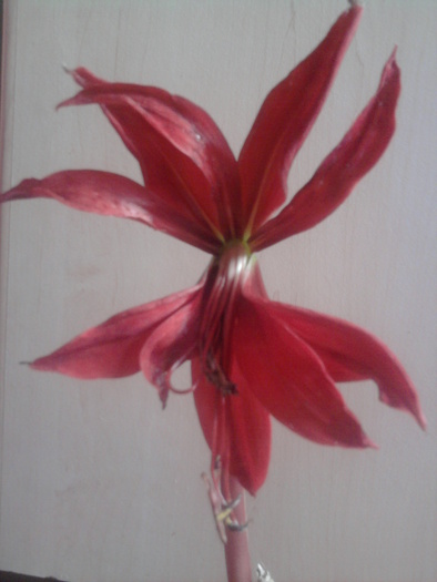 sprekelia formosisima - Hippeastrum