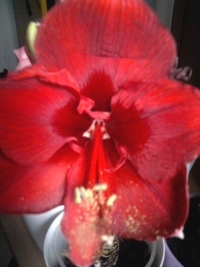 royal red - Hippeastrum