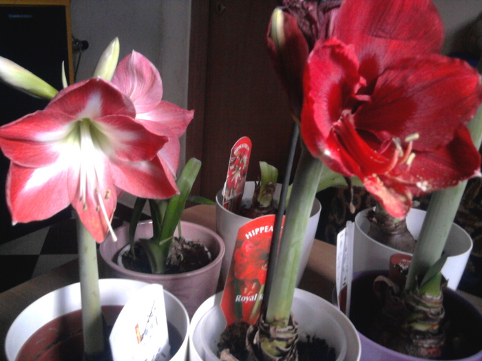 Fotografie0115 - Hippeastrum