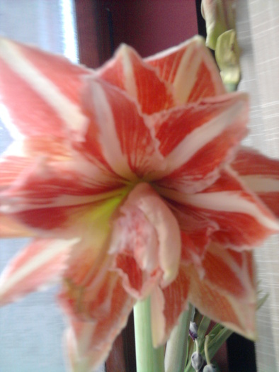 Fotografie0020 - Hippeastrum