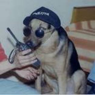 cainele politist - animale funny