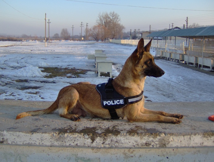 6.03.2011 - Ciobanesc german si ciobanesc belgian malinois cu pedigree GALATI