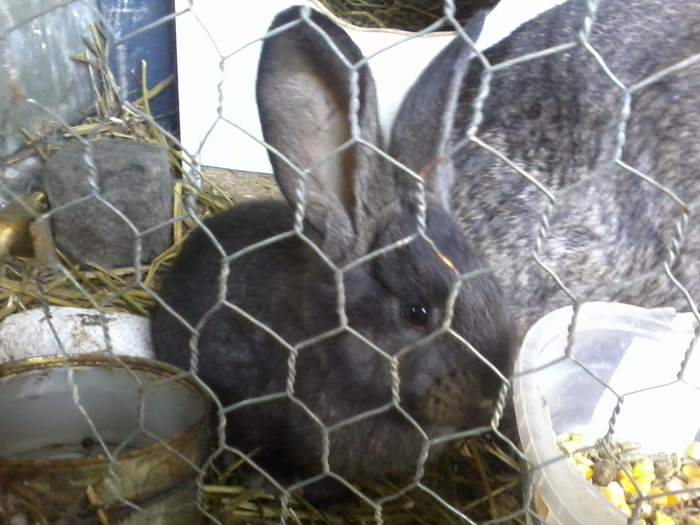 martiegri-fer - PUI 2011