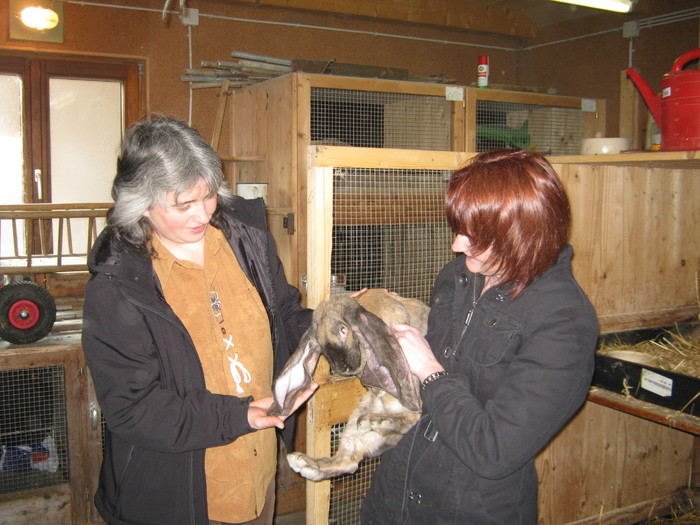 Edit cu stapana berbecului englez Edit cu stapana berbecului englez