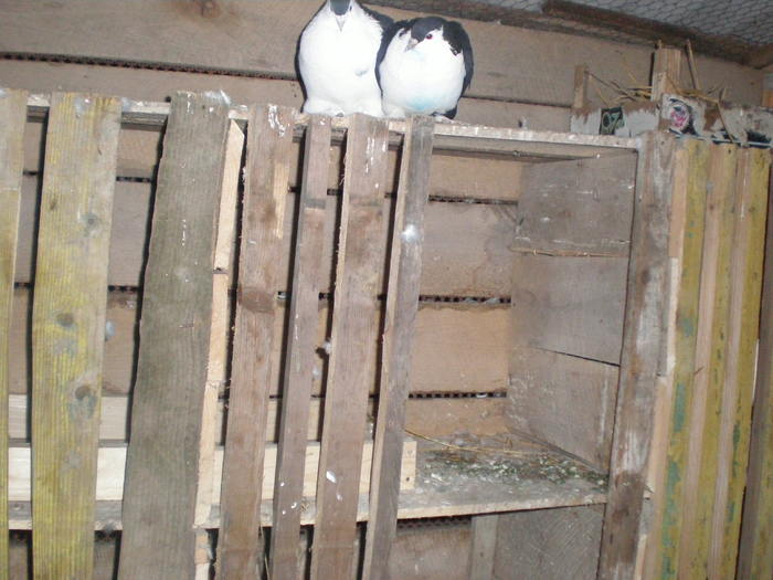 P3080128 - LAHORE 2011