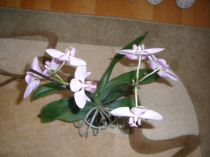 Orhidee - ORHIDEE