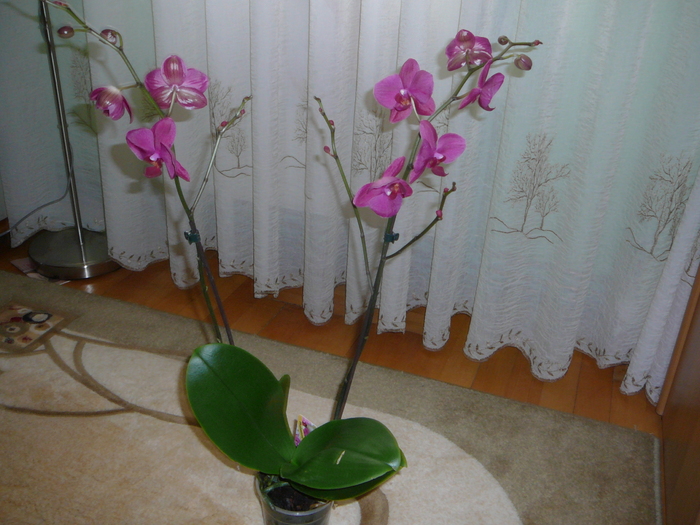 Orhidee noua - ORHIDEE
