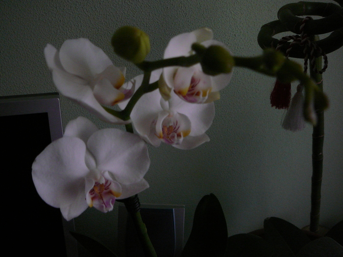 Orhidee noua
