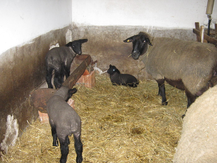 miei din 2011 - oi suffolk stahrl si texel-Firma kolcsar-Oroszlany