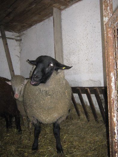 Hanz berbecul de 135 de kg Kolcsar - oi suffolk stahrl si texel-Firma kolcsar-Oroszlany