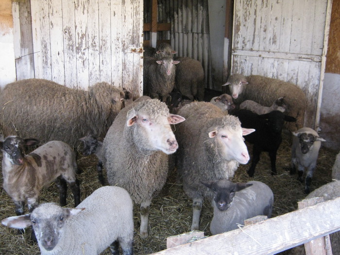 oile cu metisii - oi suffolk stahrl si texel-Firma kolcsar-Oroszlany
