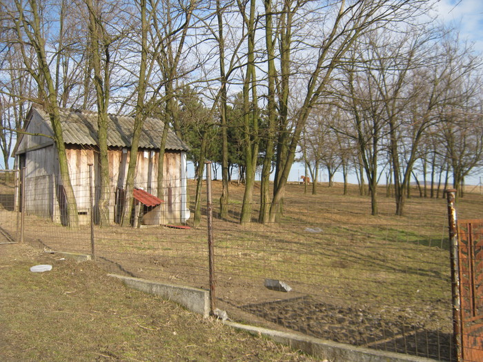 livada pentru pasunat - oi suffolk stahrl si texel-Firma kolcsar-Oroszlany