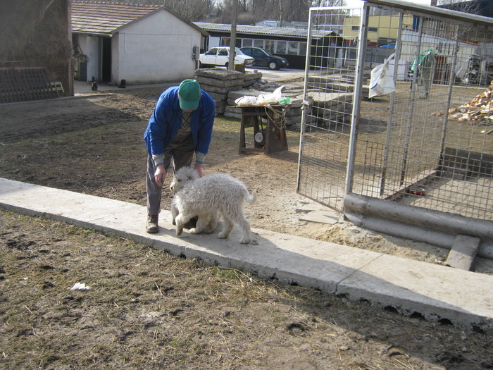 cainii intra in tura - oi suffolk stahrl si texel-Firma kolcsar-Oroszlany