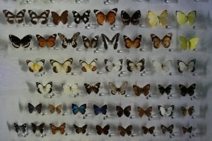 3127_1084850037716_1120329693_30298993_3886366_n