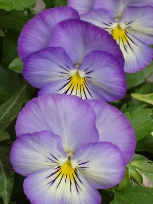 pensiero della viola
