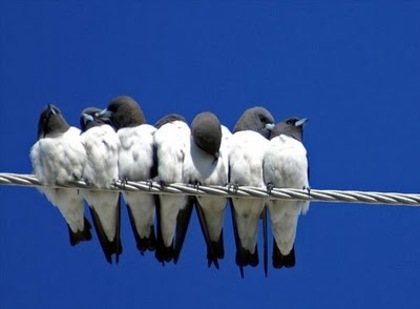 seven-swallows-sitting-holly-kempe