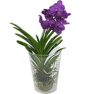 orchidee-vanda