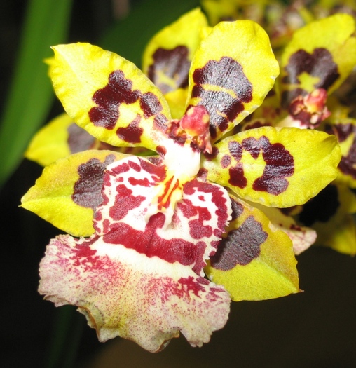 Colmanara-1 - Orhidee