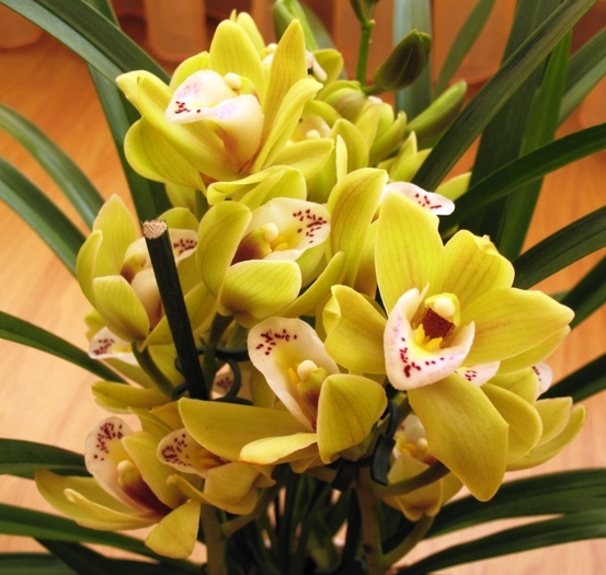 Cymbidium galben