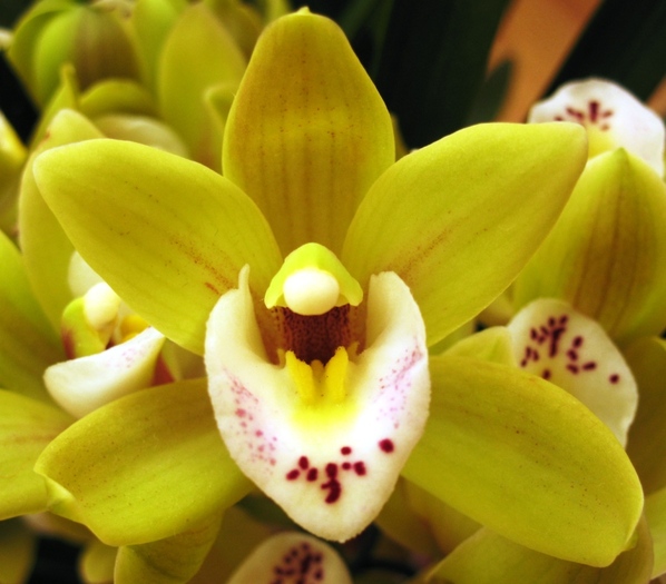 Cymbidium galben-1