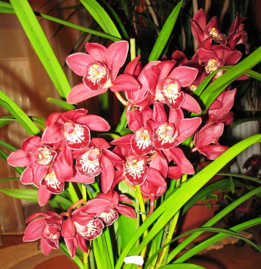 Cymbidium grena - Orhidee