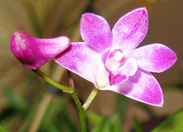 Dendrobium berry oda-1 - Orhidee