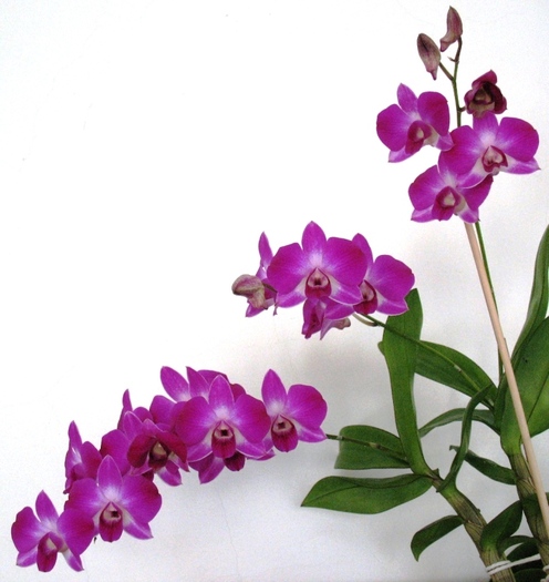 Dendrobium ciclam