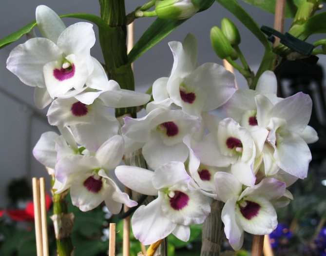 Dendrobium nobile alb cu visiniu - Orhidee