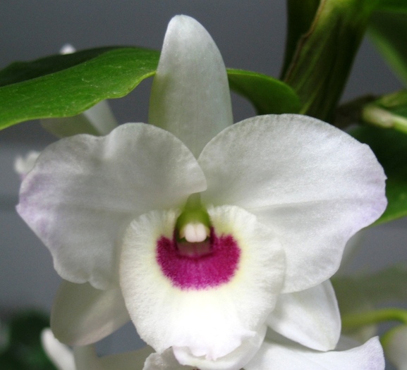 Dendrobium nobile alb cu visiniu-1 - Orhidee