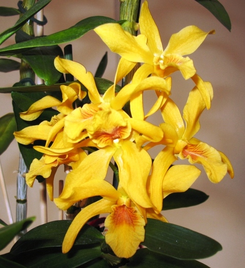 Dendrobium nobile galben