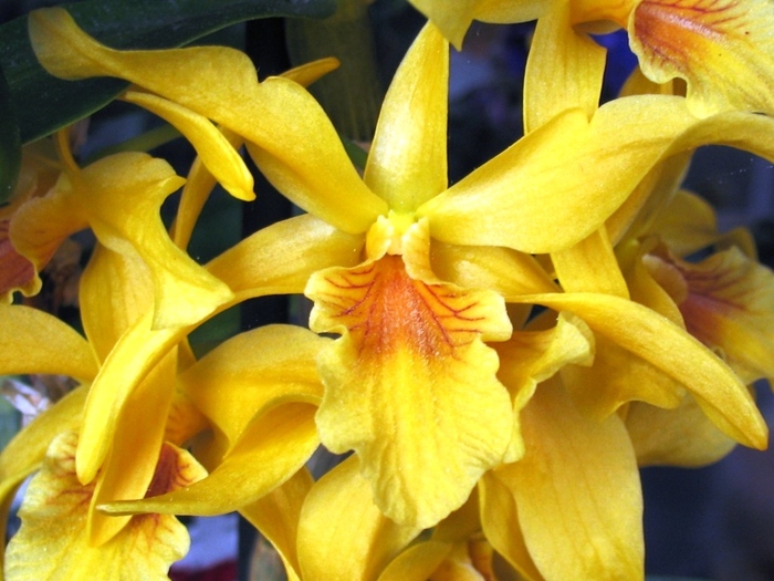 Dendrobium nobile galben-1 - Orhidee