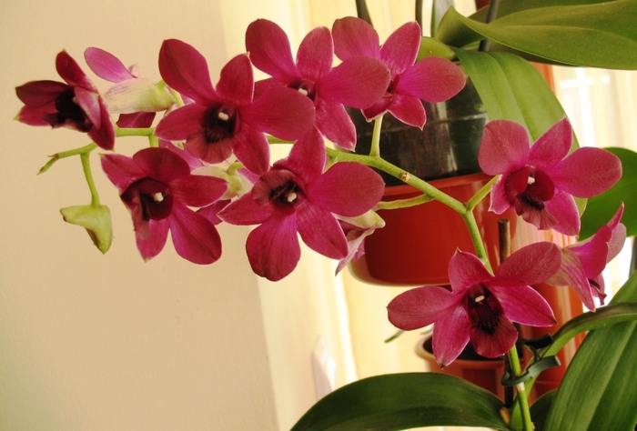 Dendrobium visiniu - Orhidee