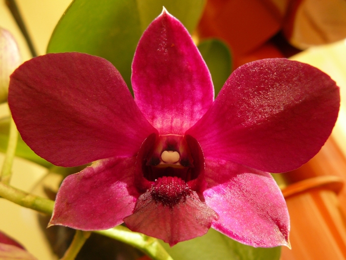 Dendrobium visiniu-1 - Orhidee